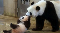 V divočine po prvý raz nasnímali albínsku pandu