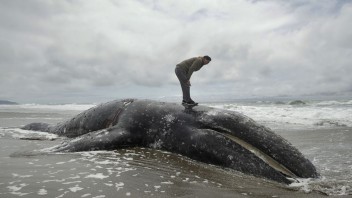 Mŕtvych veľrýb je čoraz viac, o uskladnenie žiadajú aj občanov