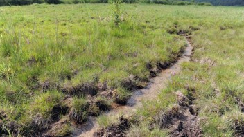 Otepľovanie Zeme môžu urýchliť rašeliniská, ktoré jej doteraz pomáhali