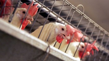 Slovenskí producenti vajec sú vraj vystavení tlaku zo zahraničia