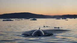 Šírenie nákazy ušetrí veľryby, Island ruší loveckú sezónu