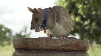 Ocenili odvážneho potkana, ktorý zachraňuje životy v Kambodži