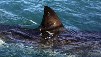 Útok žraloka si vyžiadal obeť, ide o ôsme úmrtie v tomto roku