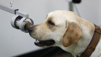 Psy už neodhalia iba výbušniny či drogy, identifikujú aj koronavírus