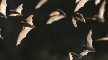 V Číne našli u netopierov 24 doteraz neznámych druhov koronavírusu