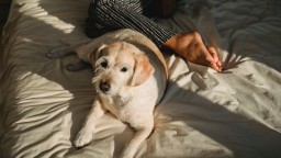 Ženám sa spí v posteli lepšie so psom ako s mužom, tvrdí šokujúca štúdia