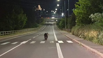 V uliciach Žiaru nad Hronom sa pohyboval medveď. Polícia vyzýva na zvýšenú opatrnosť