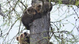 Nevídaná akcia ochranárov. Problémovú medvedicu s mladými premiestnili do divokej prírody
