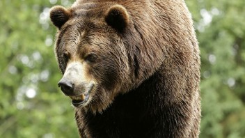 Brutálny útok grizzlyho v americkej Montane. Ženu vytiahol zo stanu a zabil ju