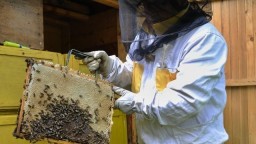 Včelárstvo je dôležitou hospodárskou i spoločenskou činnosťou, v Brezne otvoria výstavu