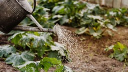 Slabú úrodu zachránia domáce hnojivá. Vyrobíte ich z vajíčok, banánov či kávy