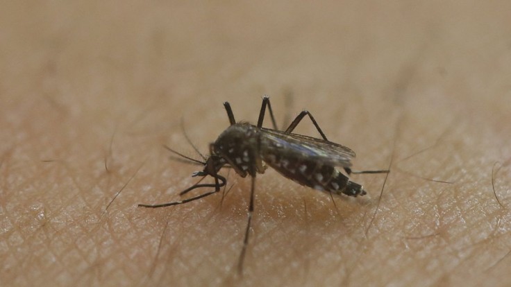Bratislava pokračuje v boji proti komárom. Zaznamenali nový druh