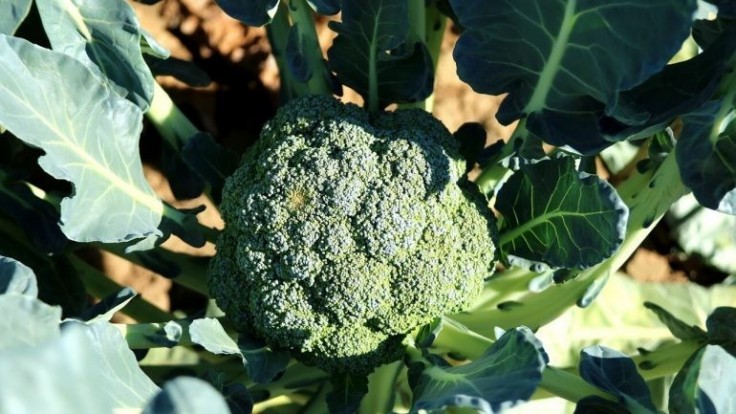 Zelenina z vašej záhrady, ktorá znižuje krvný tlak