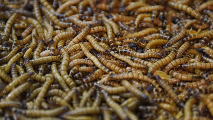 Neobyčajná farma s neobyčajnými zvieratami: hmyz premieňa odpad na poklad
