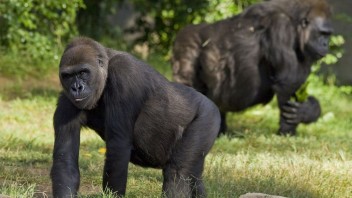 Gorily v ZOO ošetrovatelia videli kašľať, nakazili sa koronavírusom