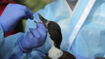 V Česku zaznamenali nebezpečný podtyp vtáčej chrípky, je potenciálne prenosný na človeka