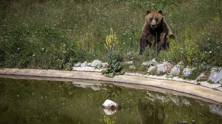 Ochranári evidujú 41 usmrtených medveďov, najviac ich uhynulo pri dopravných nehodách