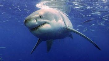 Pre žraloka nie sme potravou. Vedci zistili, prečo niekedy dochádza k útokom
