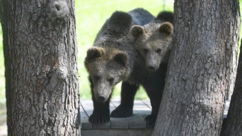 Útoky medveďov na Slovensku nestúpajú. V tomto roku napadli sedem ľudí
