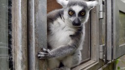 Vedci skúmali spievajúce lemury. Zistili, že ich s ľuďmi spája rovnaká vlastnosť