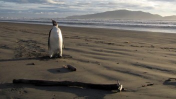Stratený a sám. Tučniak zablúdil a plával tisíce kilometrov, našli ho vysileného