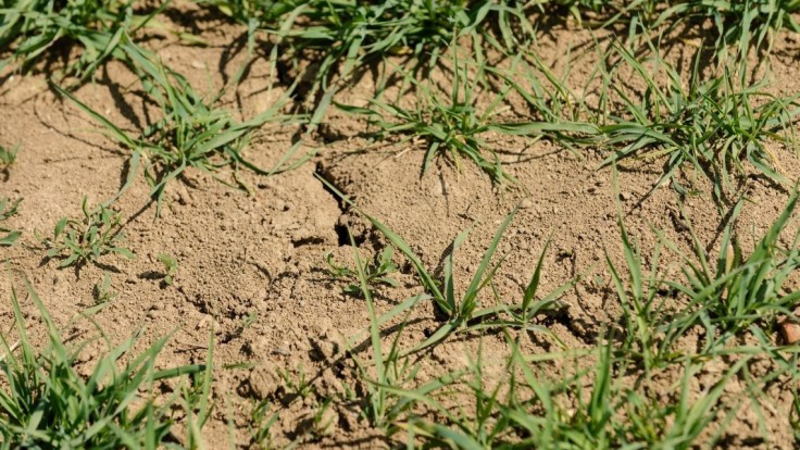 Sucho začína byť problémom aj pre Slovensko. Úroda môže byť ohrozená, hovorí klimatológ