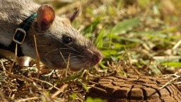 Zomrel potkan, ktorý v Kambodži pomáhal s hľadaním mín. Počas kariéry zachránil tisíce životov