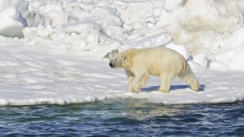 Polárne medvede sú nútené opustiť svoj domov, môžu za to klimatické zmeny