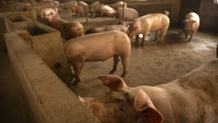 Trvalý prebytok ošípaných v EÚ likviduje slovenských chovateľov, upozorňuje asociácia chovateľov