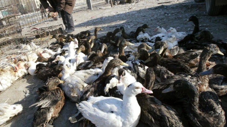 V Česku zaznamenali už piate ohnisko vtáčej chrípky, zlikvidujú vyše tritisíc kačíc