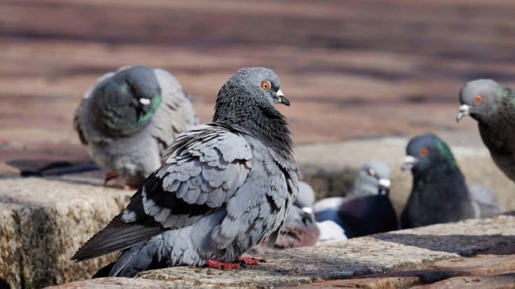 Autonómne drony môžu byť účinným strašiakom pre holuby