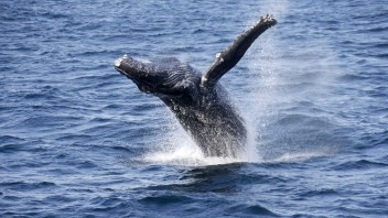 Komerčný lov veľrýb plánujú na Islande ukončiť od roku 2024