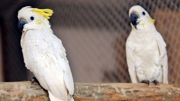 Neďaleko Slovenska vedci naučili papagájov hrať biliard, každý má svoju osobitú techniku