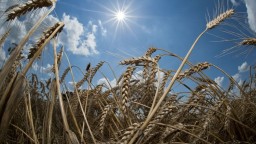 Obavy z globálneho nedostatku pšenice rastú. Jej ceny vyleteli na najvyššiu úroveň od roku 2008