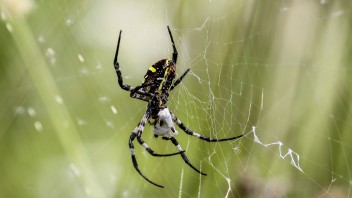 Obrie jedovaté pavúky precestovali polovicu sveta, dorastajú až do dĺžky desať centimetrov
