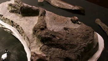 Objavili fosíliu dinosaura s kúskami jeho kože. Zrejme zahynul v deň, keď Zem zasiahol asteroid
