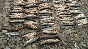 Bezohľadnou jazdou v koryte rieky muž usmrtil stovky chránených rýb a poškodil celý ekosystém