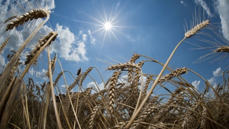 Ceny pšenice ešte porastú. Čaká nás ďalšie zdražovanie potravín?