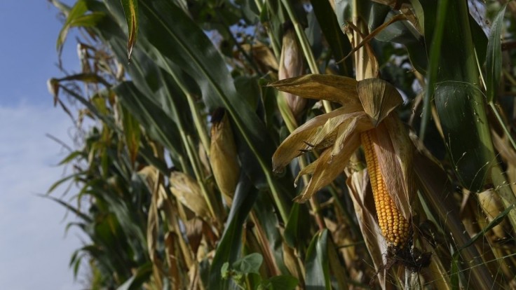 Prvá ukrajinská kukurica od začiatku vojny vyplávala z Rumunska