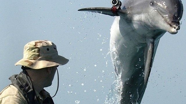 V Čiernom mori hynú vo veľkom delfíny, zrejme doplácajú na vojnu na Ukrajine