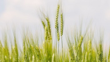 Cena pšenice láme rekordy, postaral sa o to zákaz exportu z Indie