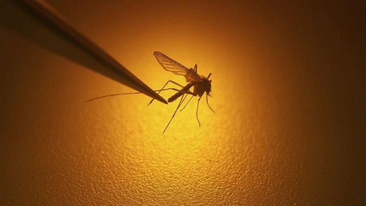 Tak takto?!: Čaká nás opäť komárie peklo?