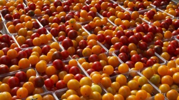 Vedci dospeli k prelomovým objavom. Upravili paradajky a vyvinuli šošovky, ktoré liečia