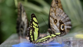 V košickej botanickej záhrade sa vyliahlo najviac tropických motýľov za celú 12-ročnú históriu
