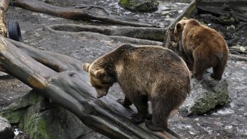 Tak takto?!: Medvede chránia, otrávené pstruhy v rieke ignorujú