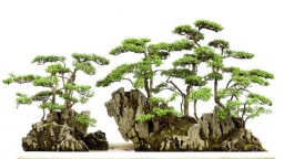 Yose-ue: Výnimočný štýl tvorby bonsajov