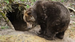 Lesníci prekvapili. V banskobystrických mestských lesoch žije trikrát viac medveďov ako pred 10 rokmi