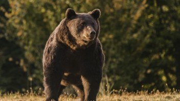 Pri bratislavských Vajnoroch videli medveďa. Podľa samosprávy nie je dôvod na paniku