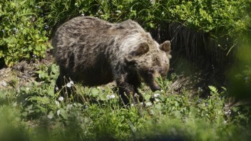 Medveď napadol muža v Strážovských vrchoch, pohrýzol mu stehno a spôsobil zlomeninu