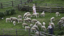 Zvieratá majú nedostatok krmiva. Hrozí, že ovčích výrobkov bude menej